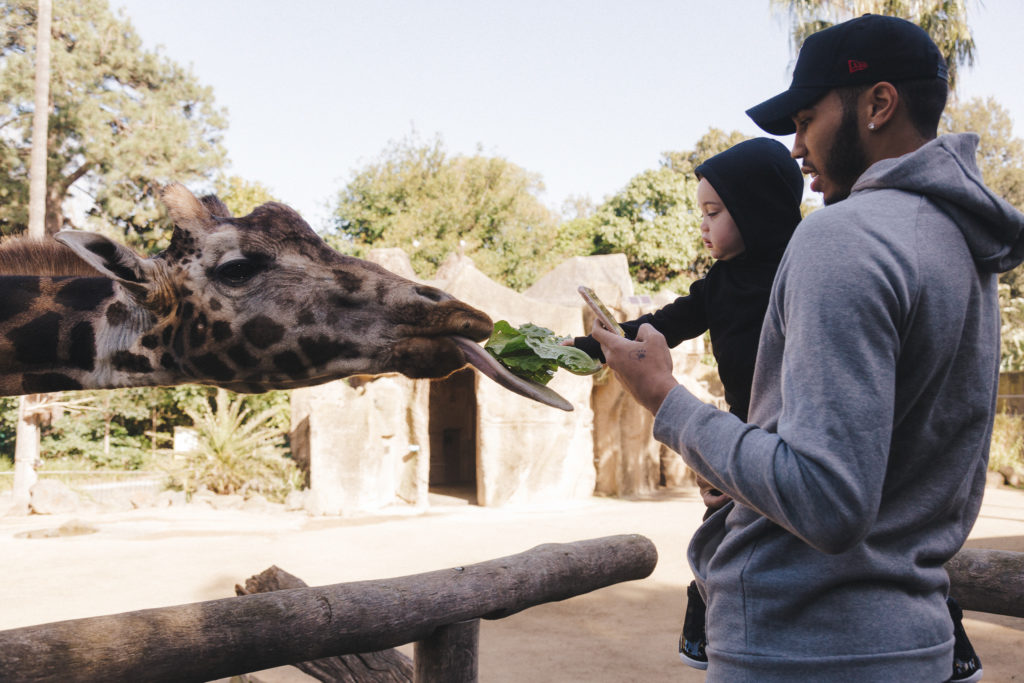 Deuce feeds a giraffe at the Melbourne Zoo.